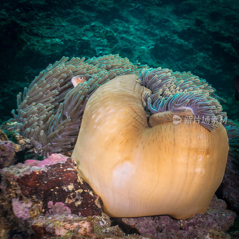 水下近距离的臭鼬海葵鱼(Amphiprion ephippium)小丑鱼在华丽的海葵(Heteractis magnifica)珊瑚